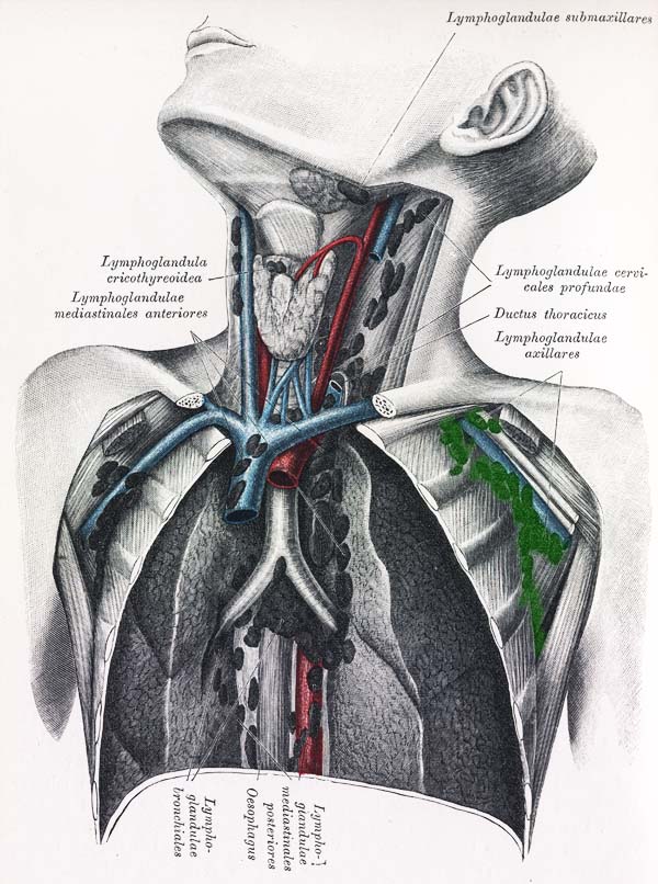 Lymphknoten am hals geschwollen rechts