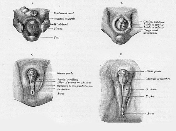 genital embryologie