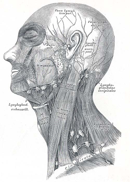 Ohr geschwollene lymphknoten hinterm Geschwollene Lymphknoten
