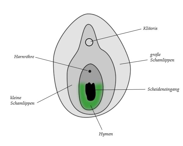 Anatomie der Vulva (äussere Scheide): das Jungfernhäutchen (Hymen) ist grün...