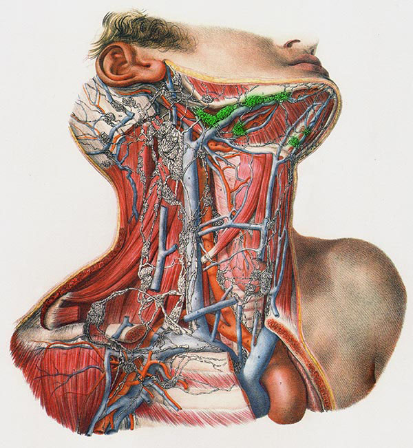 Lymphknoten unterm kinn