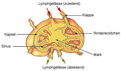 lymphknoten