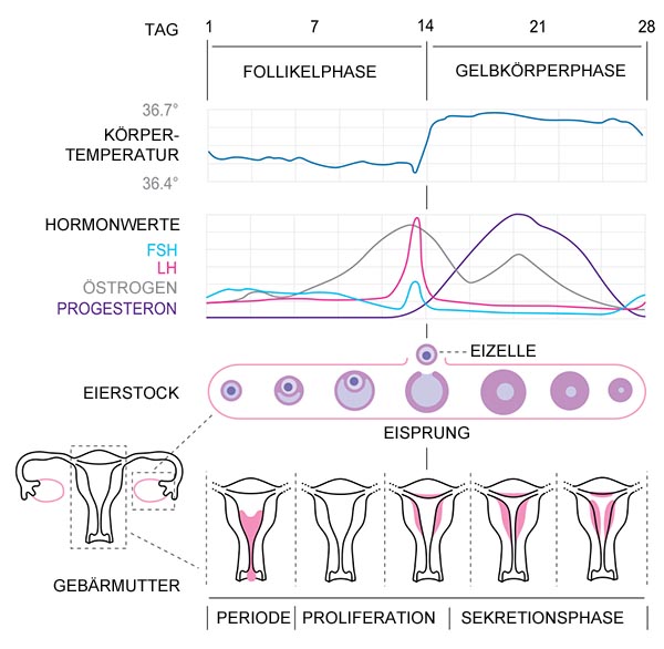 menstruationszyklus