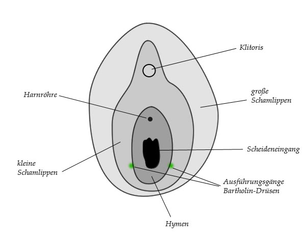 Bartholin-Drüse (Glandula vestibularis major) 